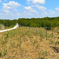 HILLSBORO Tract 1 12 Acres Only 15K Down images 2