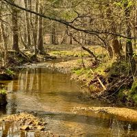 521 Acre Cattle Farm in Hardin County Tennessee images 3