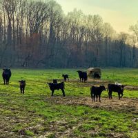 521 Acre Cattle Farm in Hardin County Tennessee images 4