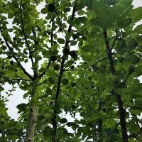 Buck Hollow Farm images 3