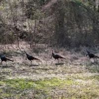 196 Acres in Sallis MS in Attala County images 2