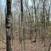 196 Acres in Sallis MS in Attala County images 3