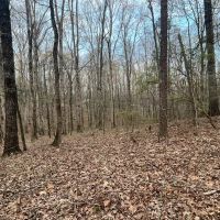 196 Acres in Sallis MS in Attala County images 4