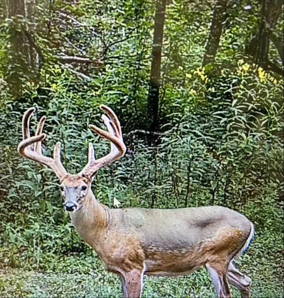 Aarons Creek Rd - 180 Acres - Lawrence County featured image