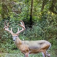 Aarons Creek Rd - 180 Acres - Lawrence County