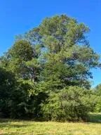 40 - Acres Developable Land in Oktibbeha County images 2
