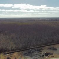 275-Acre Timberland for Sale in Tyrrell County NC images 4