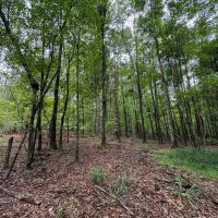 100 Acres and Newly Constructed Pond in Union Springs images 4
