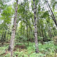 100 Acres and Newly Constructed Pond in Union Springs images 5