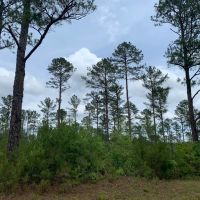 59.95 acres outside of Pine Mountain in Troup County images 2