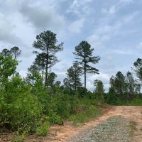 59.95 acres outside of Pine Mountain in Troup County images 5