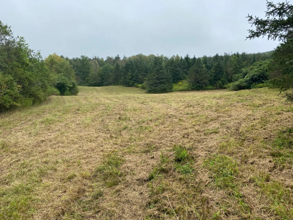 5 acre Building Lot and Recreational Land near State Land in Birdsall NY 9405 County Road 15B featured image