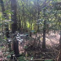 5 acre Building Lot and Recreational Land near State Land in Birdsall NY 9405 County Road 15B images 4