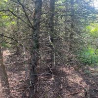 5 acre Building Lot and Recreational Land near State Land in Birdsall NY 9405 County Road 15B images 5