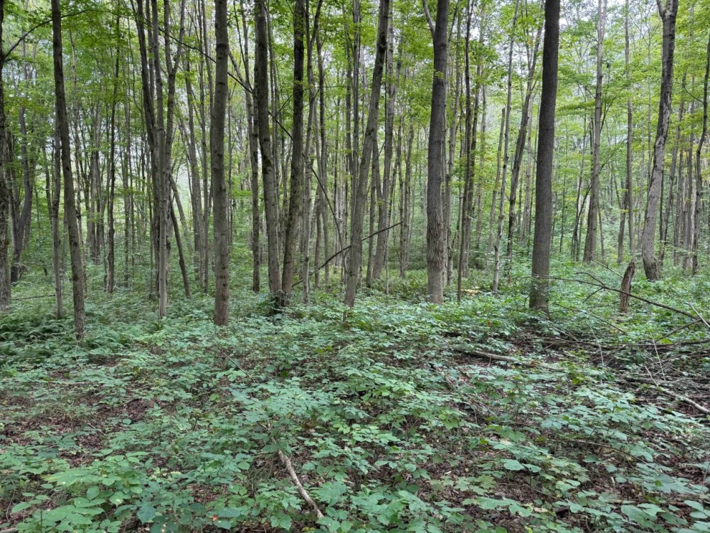 5 acre Building Lot bordering State Land in Gerry NY Herrick Rd featured image