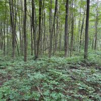 5 acre Building Lot bordering State Land in Gerry NY Herrick Rd