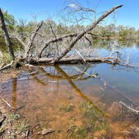 Back on the Market 9.6 - Acres Taylor County images 4