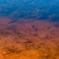 Back on the Market 9.6 - Acres Taylor County images 5