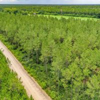 23 Acres on Camp Branch Rd in Ware County GA images 3