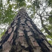 37.5 Acres in Covington County in Collins MS images 4