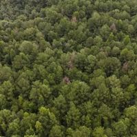 37.5 Acres in Covington County in Collins MS images 5
