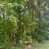 Prime 48.3-Acre Timber Tract Near Plymouth NC - Ideal for Hunting Investment images 3