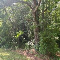 Prime 48.3-Acre Timber Tract Near Plymouth NC - Ideal for Hunting Investment images 4