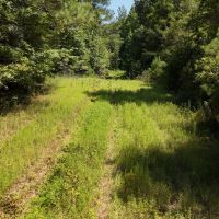 230 Acres with a Camp in Carroll County MS images 5