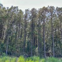 44 Acres T-1 Highway 96 287053 images 3
