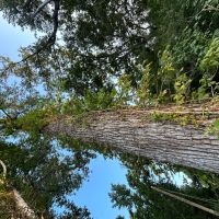 136 Acres in Warren County MS images 4