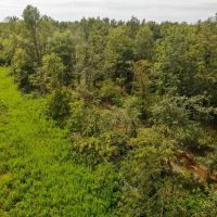 AUCTION WAYNE COUNTY 40 ACRES images 3