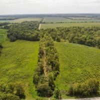 AUCTION WAYNE COUNTY 40 ACRES images 4