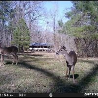 Bear Creek Tract of Winn Parish Winn Parish 40 Acres - images 2