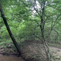 Bear Creek Tract of Winn Parish Winn Parish 40 Acres - images 3