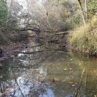 Bear Creek Tract of Winn Parish Winn Parish 40 Acres - images 4