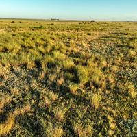 Voss CRP images 2