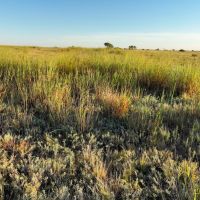 Voss CRP images 3