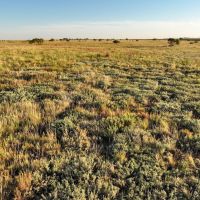 Voss CRP images 4