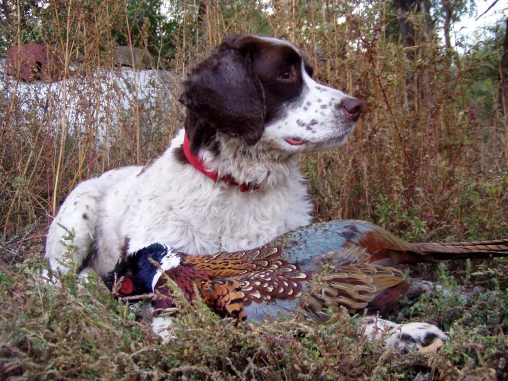 The Ultimate Pheasant Hunt featured image
