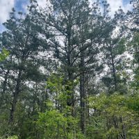 1789 County Road 323 Palestine TX 75803 images 3