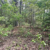 1789 County Road 323 Palestine TX 75803 images 4