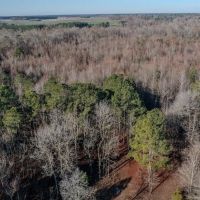 115.32 acres of Hunting and Land For Sale in Robeson County NC images 4