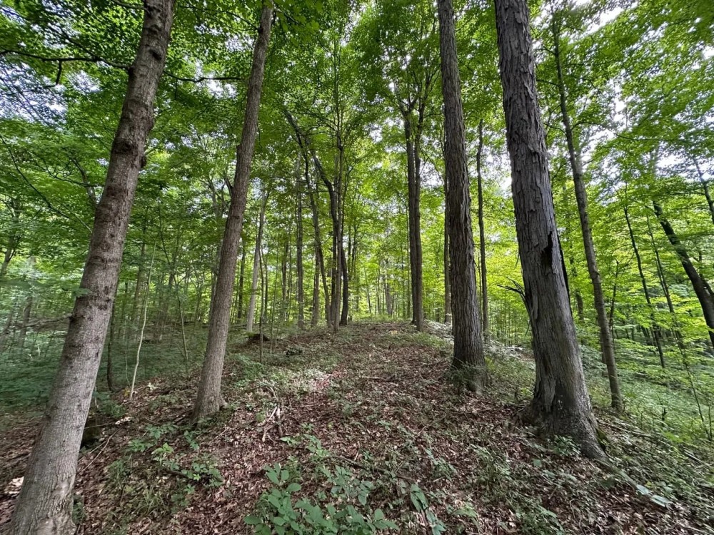 Parke County Catlin 69 featured image