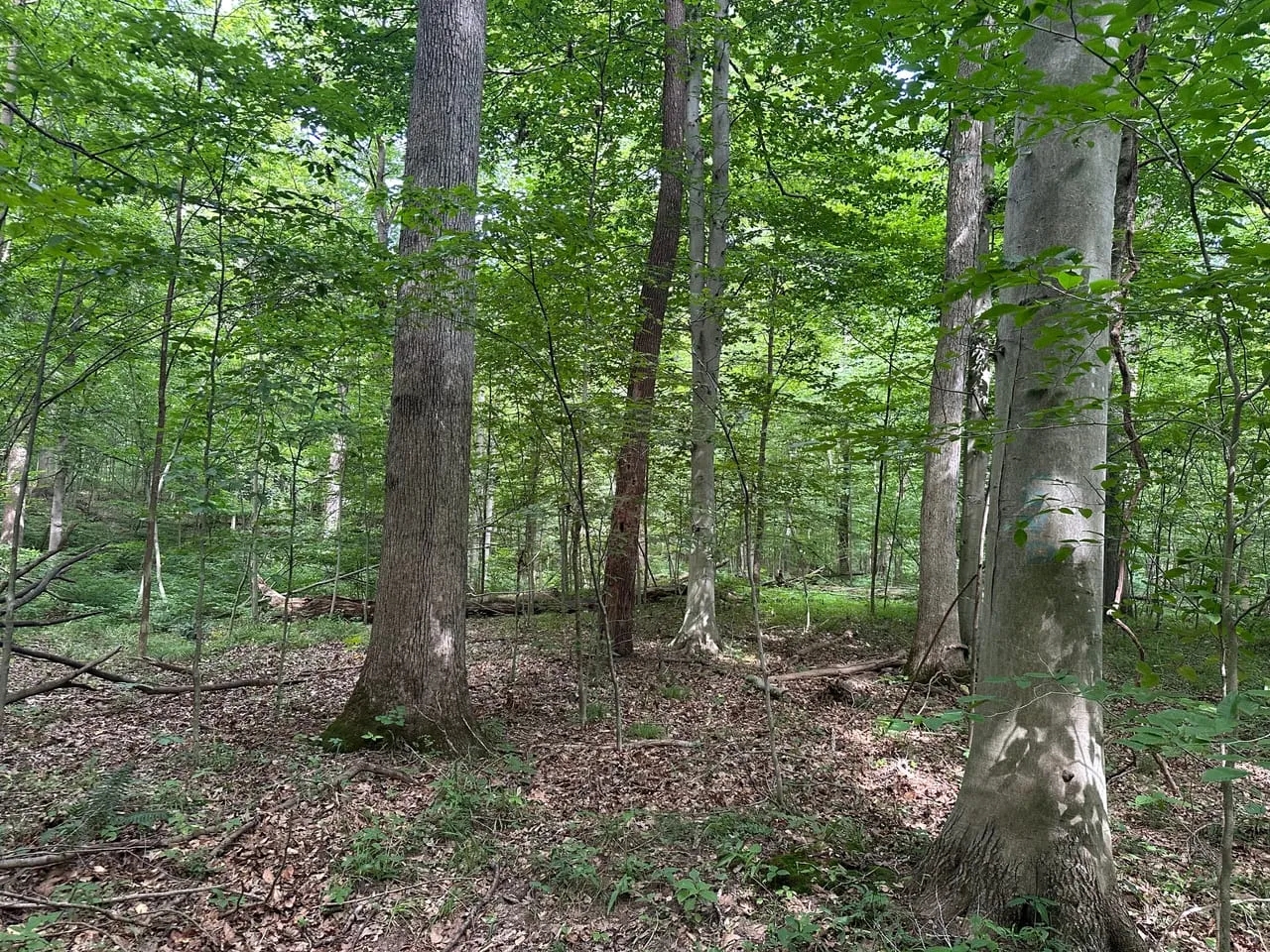 Parke County Catlin 69 Hunting Land for Sale