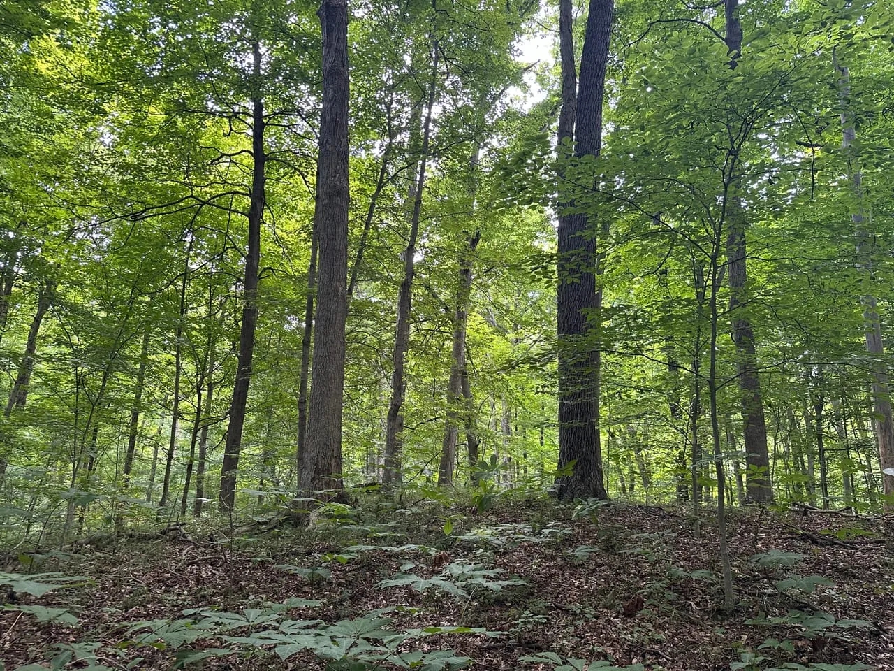 Parke County Catlin 69 Hunting Land for Sale