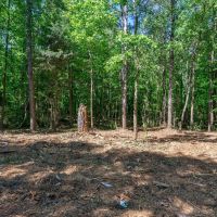 40 Acres of Timberland for Sale in Hartwell GA near Lake Hartwell images 2