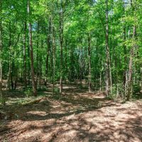 40 Acres of Timberland for Sale in Hartwell GA near Lake Hartwell images 5