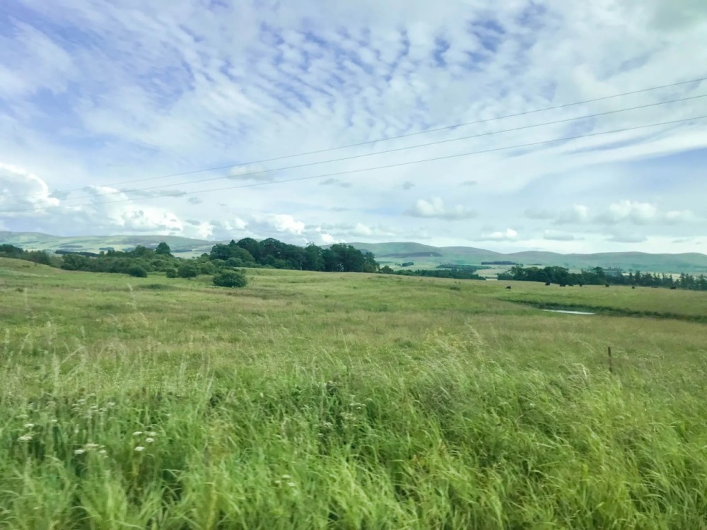 Bird Farm Ranch featured image