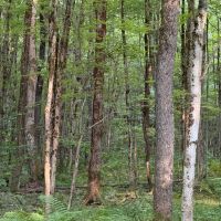 4 acres with Secluded Off Grid Cabin Florence NY images 3