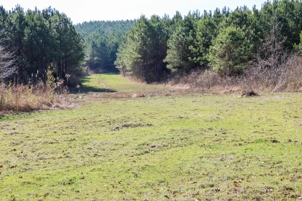 Monroe County - Towery Rd 474 Timber Turkeys featured image